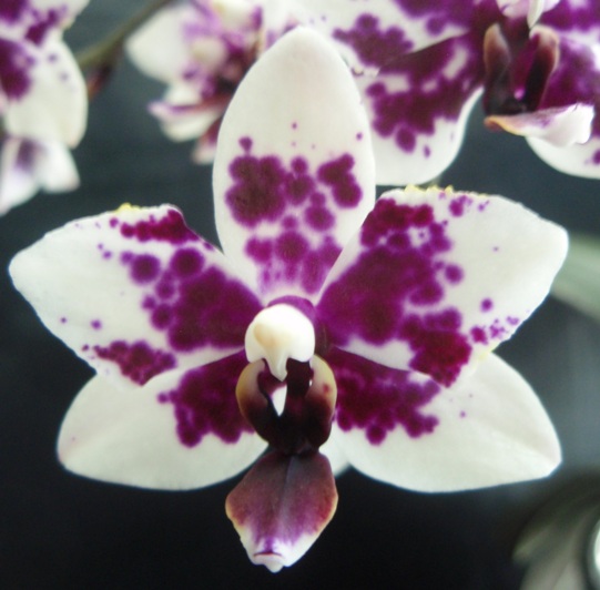 phal