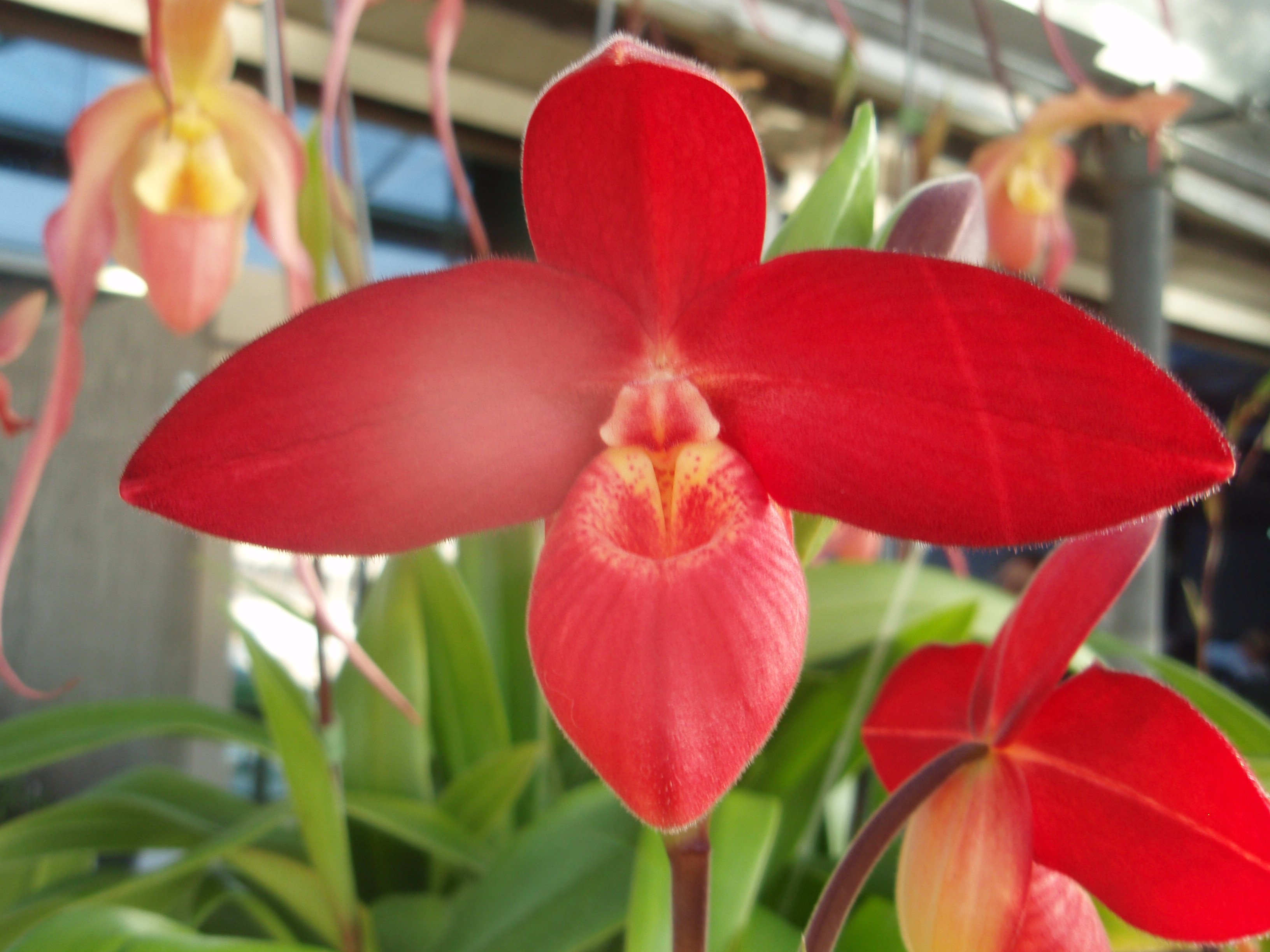 slipper orchid
