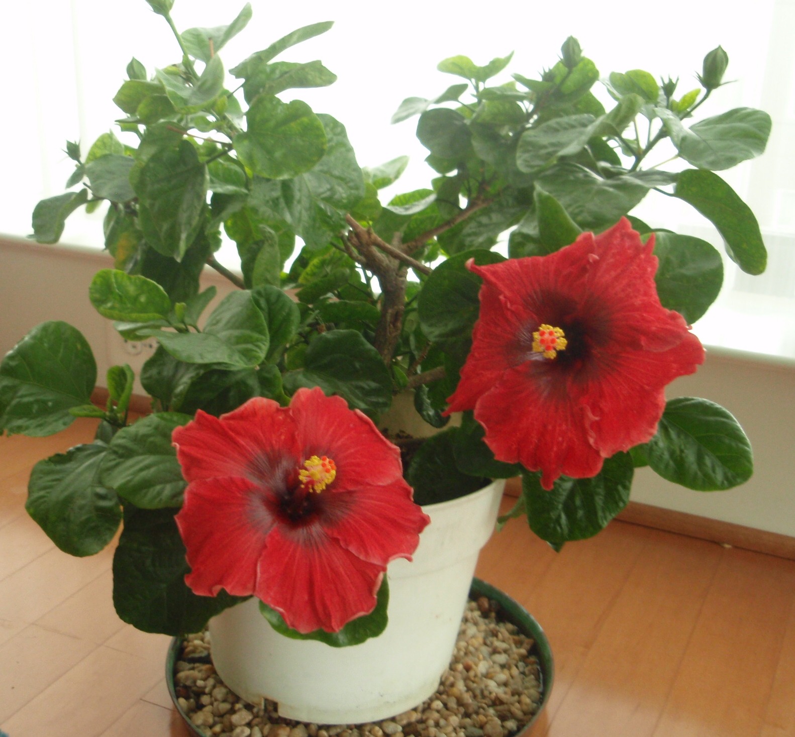 houseplants